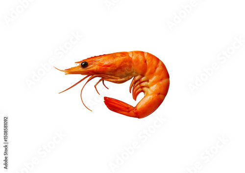 shrimp on white