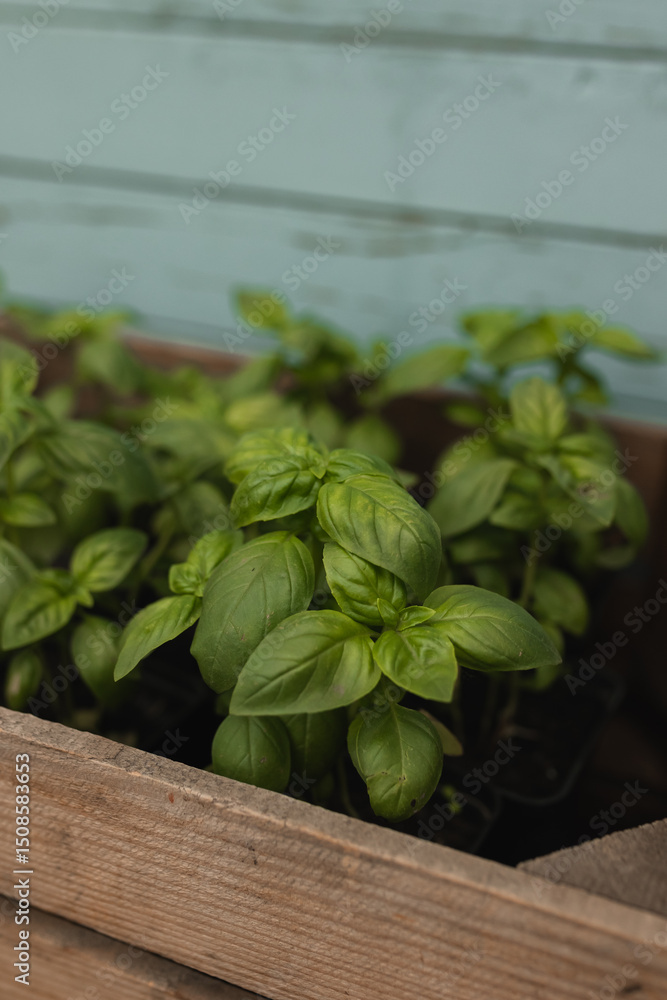 Basil seedlings in a wooden box. Gardening and vegetable garden concept Basil seedlings in a wooden box. Gardening and vegetable garden concept