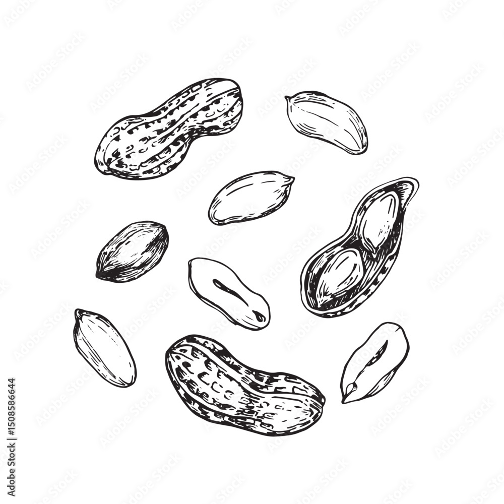 Peanut collection of hand drawn ink vector illustrations. Whole and cut nuts, nuts in shell. Set of objects for label design Peanut collection of hand drawn ink vector illustrations. Whole and cut nuts, nuts in shell. Set of objects for label design