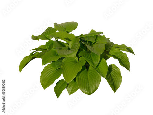 Hosta à feuille verte 