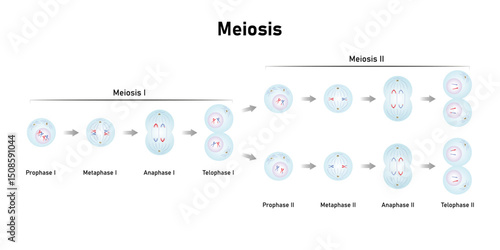 Meiosis, Gametes (Sperm and Egg) Cells Division Science Design. Vector Illustration.