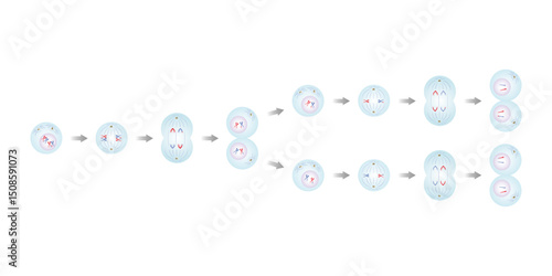 Meiosis, Gametes (Sperm and Egg) Cells Division Science Design. Vector Illustration.