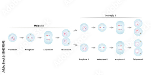 Meiosis, Gametes (Sperm and Egg) Cells Division Science Design. Vector Illustration.