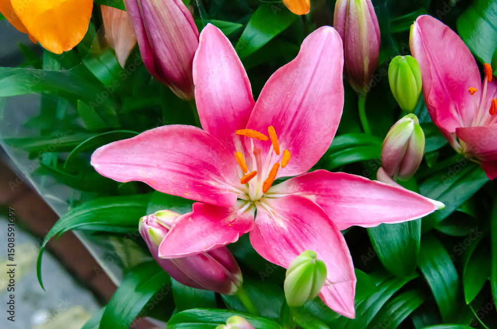 The Stargazer Lily is an exotic and fragrant flower, with pink and white petals, ideal for decorating gardens and arrangements, bringing elegance and beauty to the environment. The Stargazer Lily is an exotic and fragrant flower, with pink and white petals, ideal for decorating gardens and arrangements, bringing elegance and beauty to the environment.