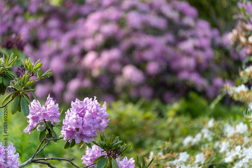 Obraz premium A single rhododendron branch with delicate blossoms in focus, while the background blurs in soft bokeh. The image conveys tranquility and beauty in the details.