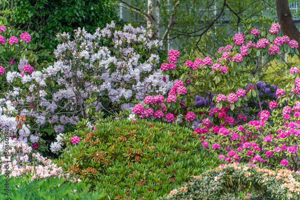 Fototapeta premium Lush rhododendron bushes with pink and purple blossoms unfold in full splendor. The colors and shapes create a vibrant sea flowers.