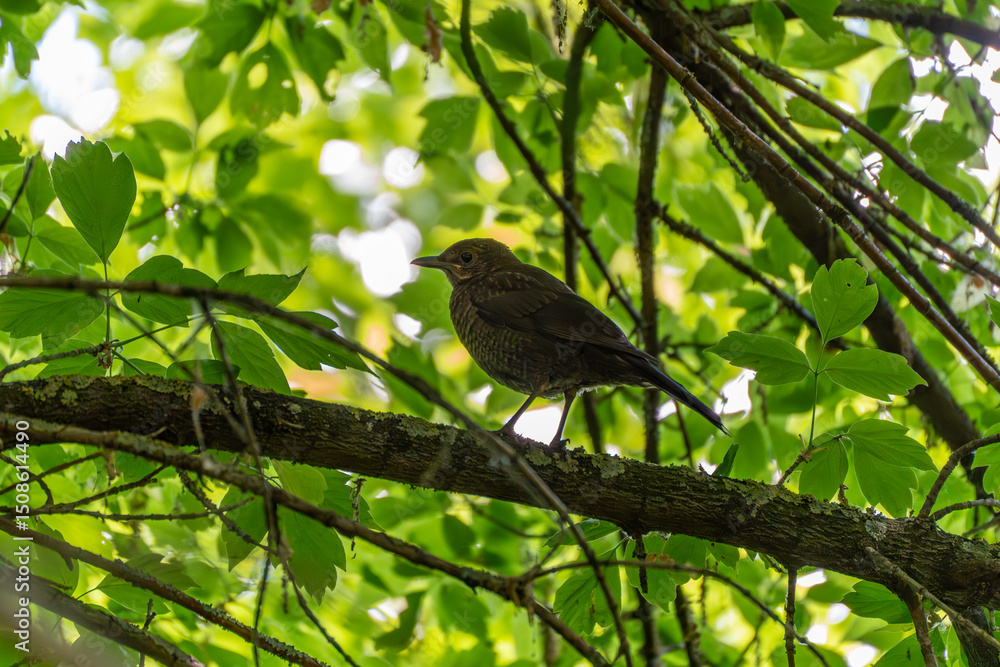 Fototapeta premium A dark-feathered blackbird perches on a branch amidst dense green leaves. The light filters gently through the canopy, creating a tranquil, natural atmosphere.
