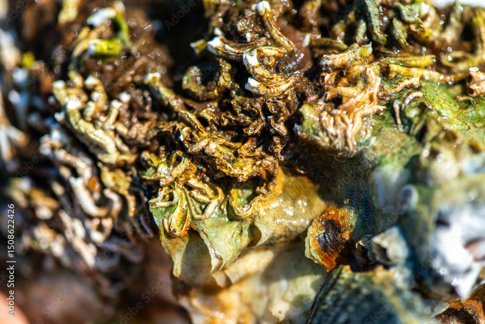 Intertidal Encrustation on Marine Shell: Polychaetes, Barnacles, and Snail Intertidal Encrustation on Marine Shell: Polychaetes, Barnacles, and Snail
