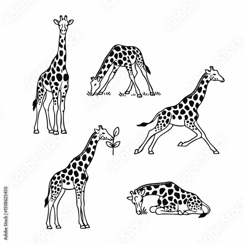 vector illustration of a giraffe