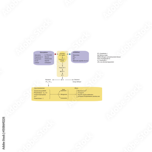 Endothelin-1 (ET-1) synthesis, gene regulation, receptor pathways, and physiological effects – simple schematic illustration of ET-1 molecular and signaling actions