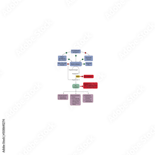Renin-Angiotensin-Aldosterone System (RAAS) pathway – Angiotensin II synthesis, ACE inhibitors mechanism, AT1 receptor effects, and physiological regulation