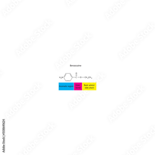 Benzocaine skeletal formula. Simple schematic illustration of local anesthetic molecule structure - basic amine side chain, aromatic region and Ester bond.