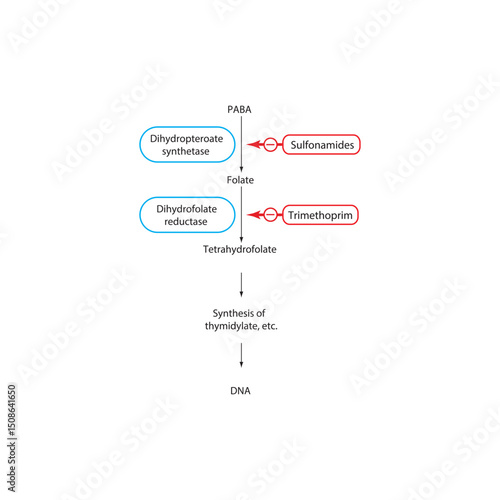 Mechanism of Action of Sulfonamides and Trimethoprim in Folate Pathway Inhibition. Simple shcematic biochemical illustration.