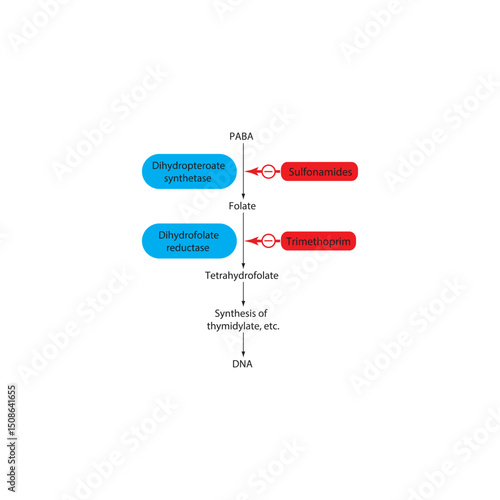Mechanism of Action of Sulfonamides and Trimethoprim in Folate Pathway Inhibition. Simple shcematic biochemical illustration.