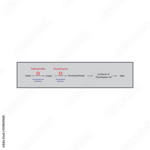 Mechanism of Action of Sulfonamides and Trimethoprim in Folate Pathway Inhibition. Simple shcematic biochemical illustration.