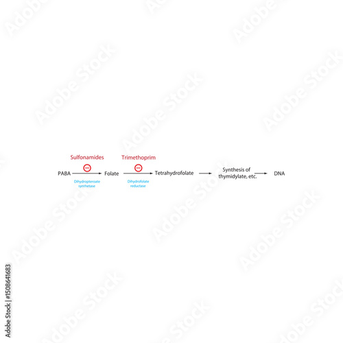 Mechanism of Action of Sulfonamides and Trimethoprim in Folate Pathway Inhibition. Simple shcematic biochemical illustration.