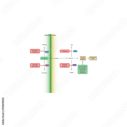Mechanism of Dopaminergic Drugs in Parkinson’s Disease: Levodopa Metabolism, COMT inhibitors, Dopamine receptor agonists and others. Simple schematic illustration.