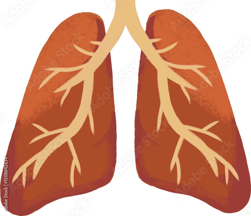 Illustration of Human Lungs