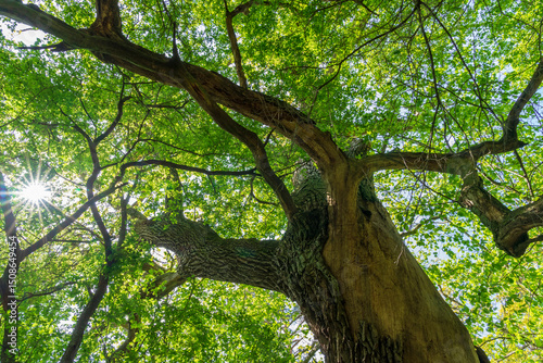 Fototapeta Naklejka Na Ścianę i Meble -  Puszcza Piska Forest. Masuria in Poland.