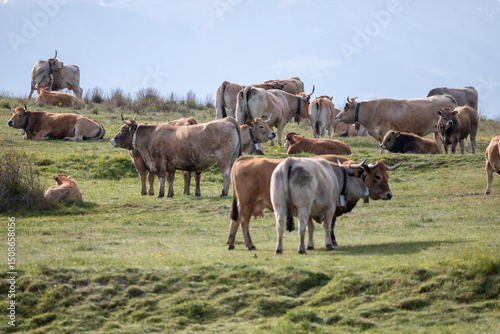 Wallpaper Mural cows in a field Torontodigital.ca