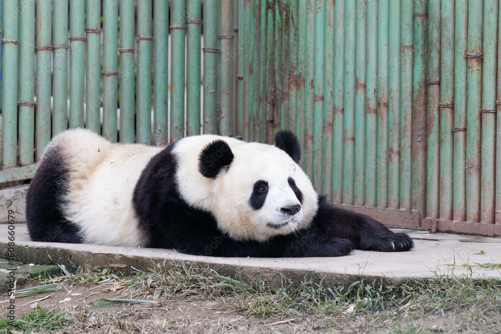 Naklejka premium Panda sleeping on the Green Yard, China