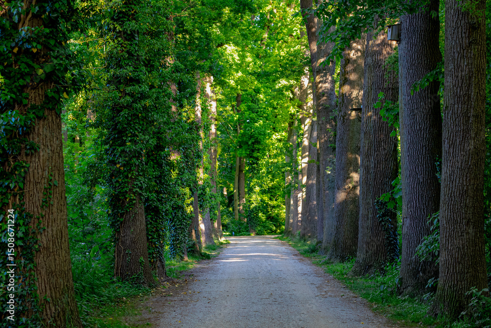Naklejka premium Hiking concept, Spring landscape with small nature gravel path and grass, Line of trees with green leaves along both side of the way, Gelderland province in the centre-east of the country, Netherlands