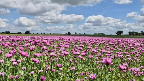 Wallpaper Mural Field of red and purple poppies in the wind Torontodigital.ca