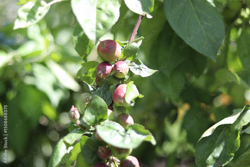 Fototapeta premium apple on tree