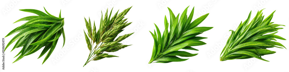 Fototapeta premium Fresh Green Herbs Spread on a White Background for Creative Use