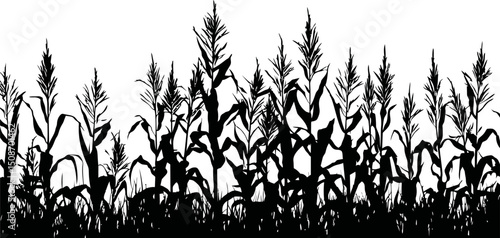Silhouette of dense corn stalks in a field with tall grass, black and white. Vector illustration