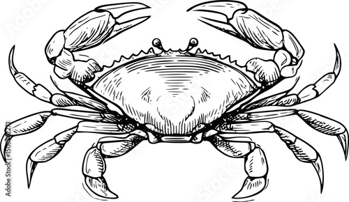 Detailed black and white illustration of a crab with raised claws. Vector illustration