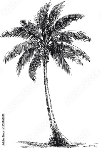 Black and white illustration of a palm tree with intricate details. Vector illustration