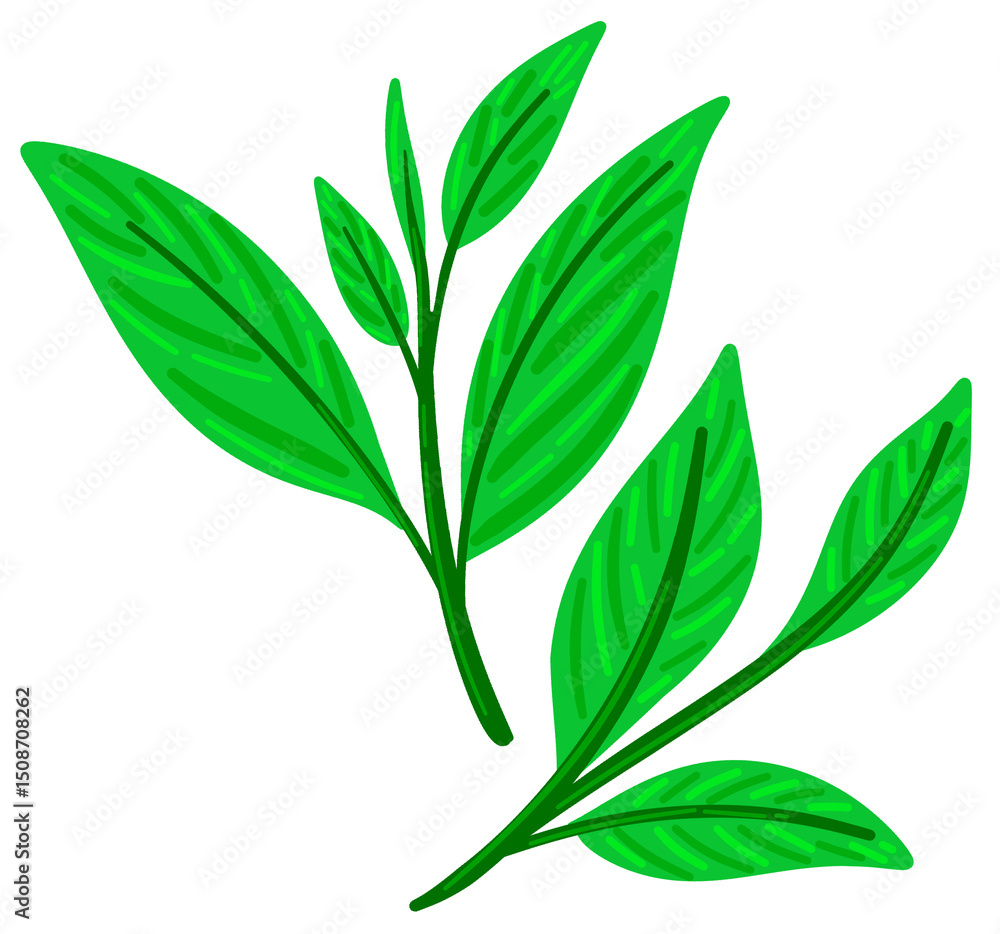 Fototapeta premium Organic Tea Leaves