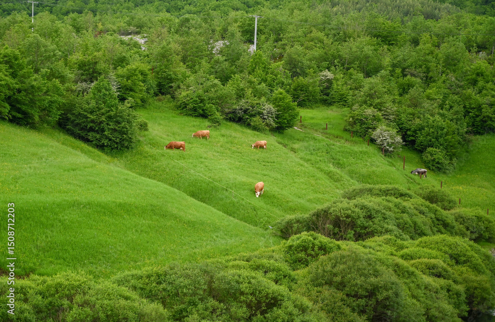 Obraz premium Cows grazing in a clearing in nature. Forest and grassland in early spring, drone shot. Group of cows grazing.