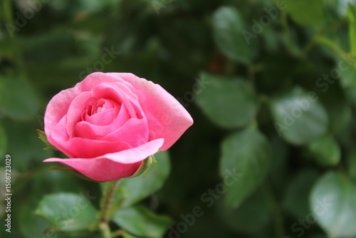 Wallpaper Mural beautiful pink rose close-up on a blurred background Torontodigital.ca