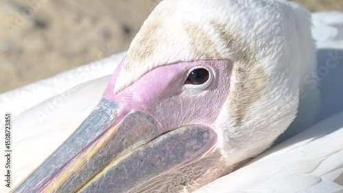 Close-up of pelican head looking at camera. A pelican sitting at sun looks directly into the camera, blinking slowly. Concept of curiosity, wildlife, contact