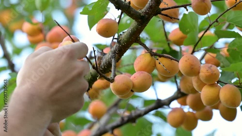 Hands picking ripe apricots from tree branch. Male hands harvest ripe apricots from a tree in the garden, concept of rich harvest, summer, abundance