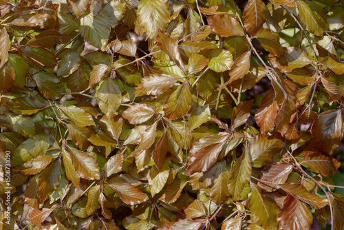 foliage background featuring young spring leaves of copper beech or fagus sylvatica outdoors on a bright sunny day in spring