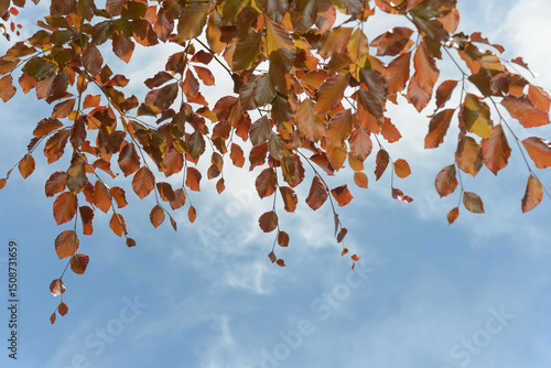 branches of copper beech or fagus sylvatica on a blue sky with some cloud in spring