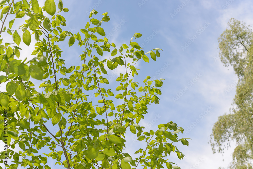 Fototapeta premium green leaves against blue sky