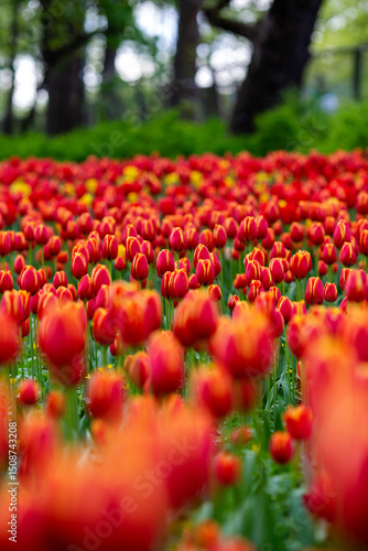 Bright flower meadow. Tulips and other flowers.