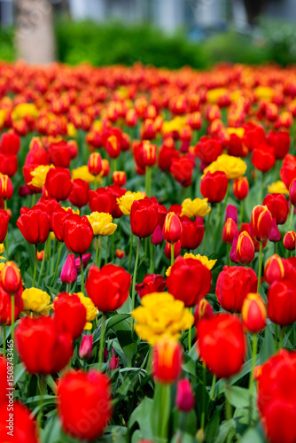 Bright flower meadow. Tulips and other flowers.