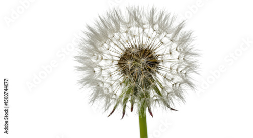 Wallpaper Mural Dandelion seed head close up isolated on white background Torontodigital.ca