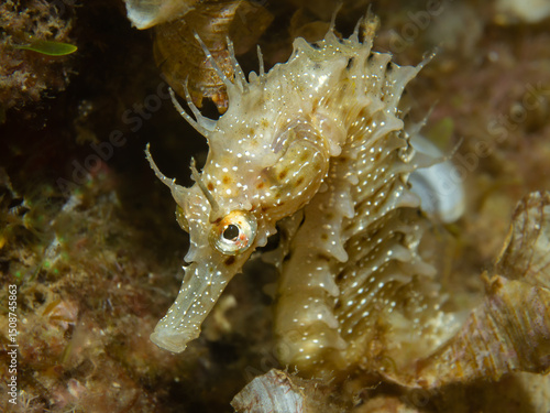 Foto langschnäuziges Seepferdchen, Unterwasserfoto, Costa Brava, Spanien, Mittelmeer,