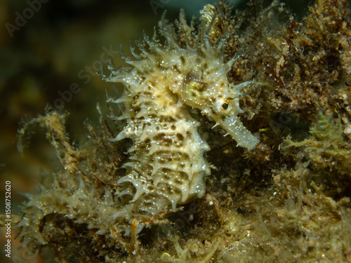 Foto langschnäuziges Seepferdchen, Unterwasserfoto, Costa Brava, Spanien, Mittelmeer,