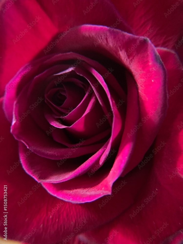 red rose close up red rose close up
