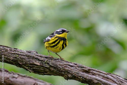Magnolia Warbler Perched