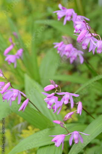 ピンクの紫蘭の咲く庭