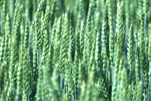 Wheat field. Nature background. Rich harvest concept. Horizontal image.