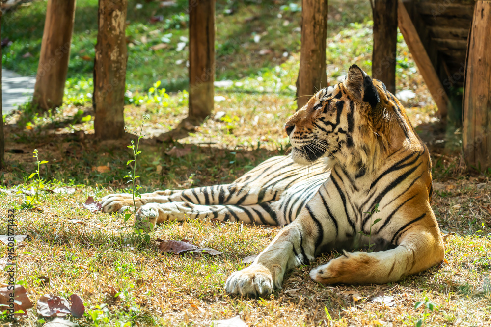 Obraz premium On a bright sunny day, a majestic Royal Bengal Tiger rests alertly on a raised platform in the zoo, surveying its surroundings with keen eyes and a relaxed demeanor.